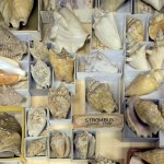 La collezione malacologica